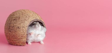 Hindistan cevizinden yapılmış bir evde Dzungarik hamster pembe arka planda patisini sallıyor, uzayı taklit ediyor.