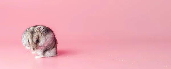 Hamster dzhungarik evil treacherous on a pink background, copy space — Stock Photo, Image