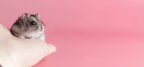 Hamster dzungarik auf seiner Hand auf rosa Hintergrund, Kopierraum — Stockfoto