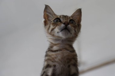 Küçük sevimli kedi yavrusu arkaplan resmi