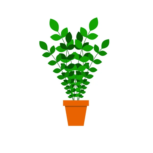 Kleine Pflanze Topf Sukkulenten Oder Kakteen Isoliert — Stockfoto