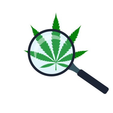 Yeşil kenevir yaprağı ve büyüteç. Tıbbi marijuana yaprağı