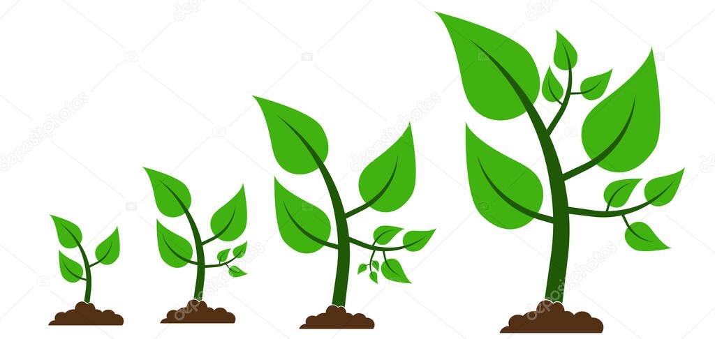 trees illustrations. Can be used to illustrate