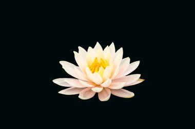 Lotus siyah arka plan