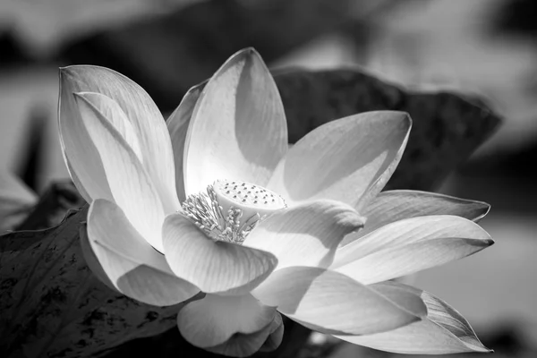 Bbsom lotus — стоковое фото