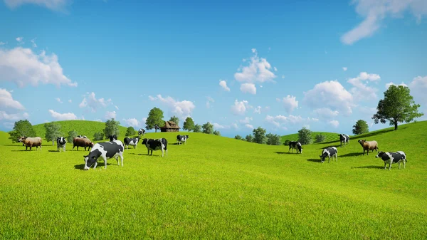 Kühe grasen auf den offenen grünen Wiesen — Stockfoto