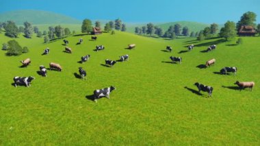 İnek Sürüsü bir mera havadan görünümü