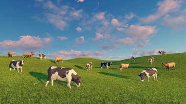 Süt inekleri çayırlar üzerinde otlatmak