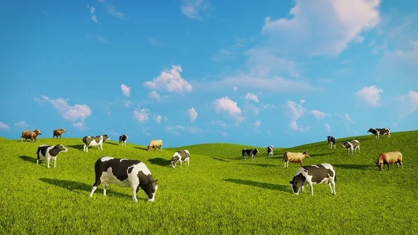 Stada krów mlecznych na zielonych pastwiskach — Zdjęcie stockowe