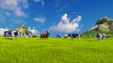 Süt inekleri Alpin çayır üzerinde otlatmak