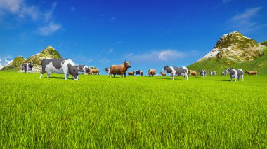 Süt inekleri Alpin çayır üzerinde otlatmak