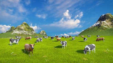 Süt inekleri alpine mera üzerinde otlatmak