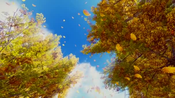 Падающие осенние листья и солнечное небо — стоковое видео