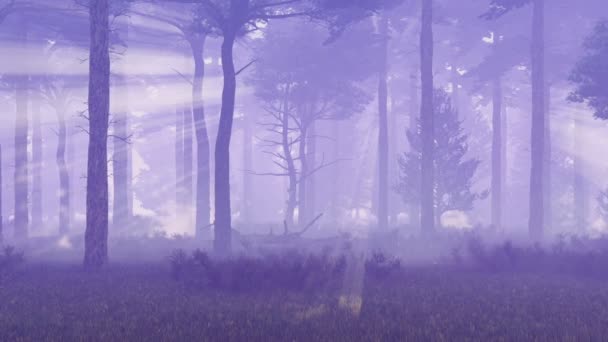 Foggy et forêt de pins magiques 4K — Video