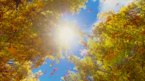 Foglie autunnali cadono dagli alberi al rallentatore — Video Stock