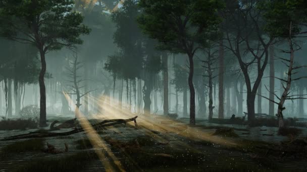Doğaüstü Peri Ateşböceği Işıklarının Son Güneş Işınlarında Uçtuğu Gizemli Orman — Stok video
