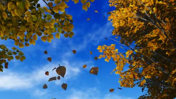 Осенние листья 2 — стоковое видео