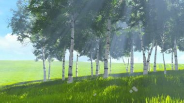 Huş grove kenar bahar