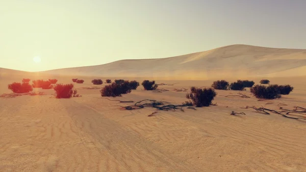 Desert sunset 1 — Stock Photo, Image