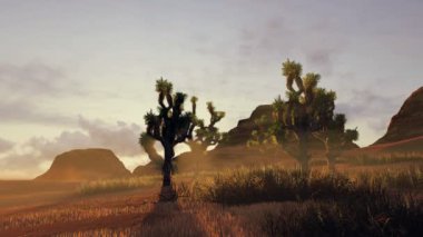 Gün batımında Joshua ağaçları ve kırmızı kayalar. Zaman aşımı