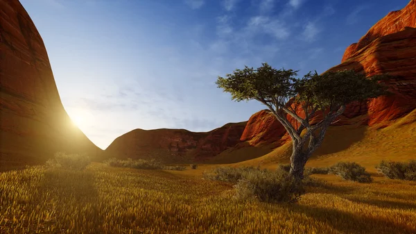 Lonely tree in a canyon at sunrise or sunset — Stockfoto