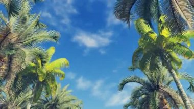 Gündüz vakti Palm Alley 'de hareket