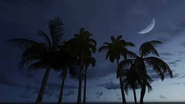Silhouettes de palmiers sur le fond du ciel nocturne — Photo