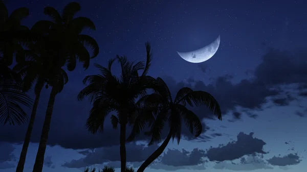 Silhouette di palma contro cielo nuvoloso di notte — Foto Stock