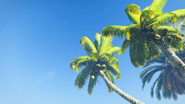 푸른 하늘에 대 한 코코넛 야자수 — 스톡 사진