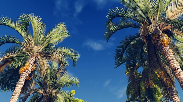 Palmeras contra el cielo azul nublado —  Fotos de Stock