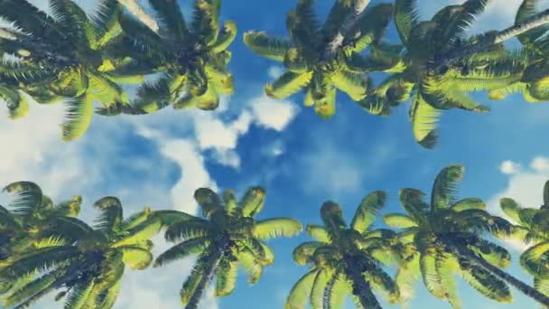 Горизонтальное движение по пальмовой аллее — стоковое видео