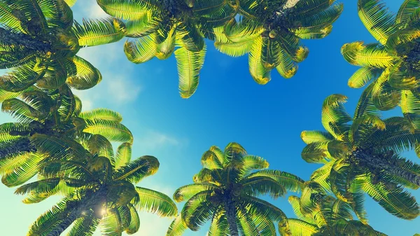 Palmeras de coco contra el cielo azul —  Fotos de Stock