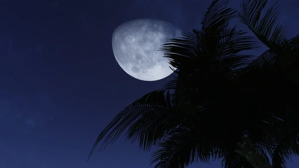 Silhueta de palmeira contra meia lua — Fotografia de Stock