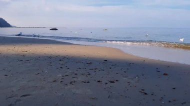 Baltık deniz kıyısındaki sakin deniz manzarasının alçak açılı görüntüsü. Sakin ve berrak dalgalar bulutlu bir sabahta kumsal ve martılar su yüzeyine akın ediyor. Vahşi yaşam arka planı.