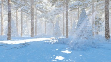 Kış çam ormanı, güneşli bir gün