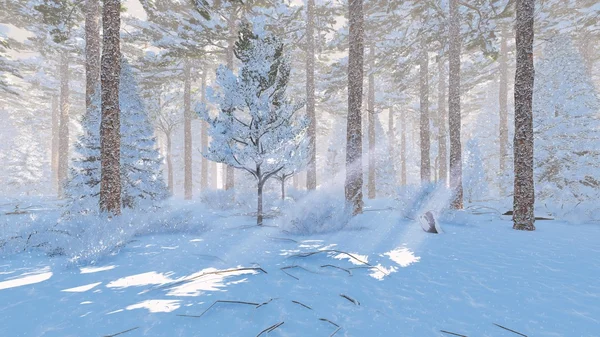 Słoneczny dzień w lesie śnieg świerk — Zdjęcie stockowe