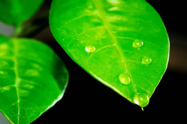 Defocused Blurred Water Drops Fresh Green Leaf Isolated Black Background — Stock Photo, Image