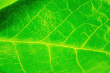 Odaklanamayan bulanıklaştırılmış yeşil yaprak damarlarının aşırı yakın dokusu ve dizayn için kopyalama alanı. Seçici odak, yüzeysel alan derinliği