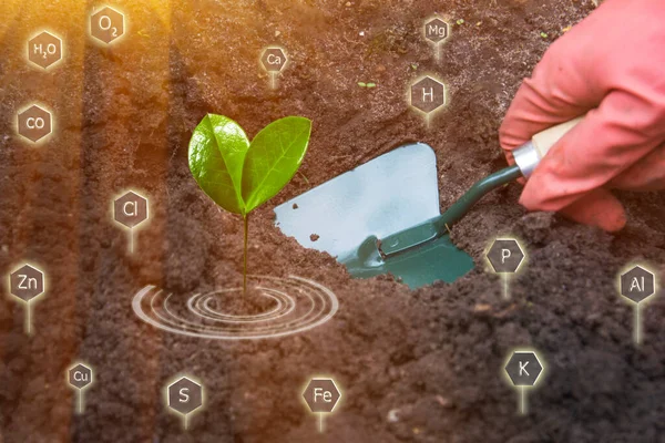 Gardener Grows Plant Seedling Green Shovel Hand Nutrients Cultivated Plants — Stock Photo, Image