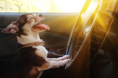 Portrait of funny dog chihuahua squinting from sun behind wheel of car. Happy cute pet with eyes closed and protruding tongue driving auto. Driver blinded by bright light. Dangerous driving with blinding sun in car windshield clipart