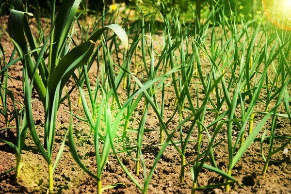 Garlic sprouts in field with soil. Cultivated garlic plantation in vegetable garden