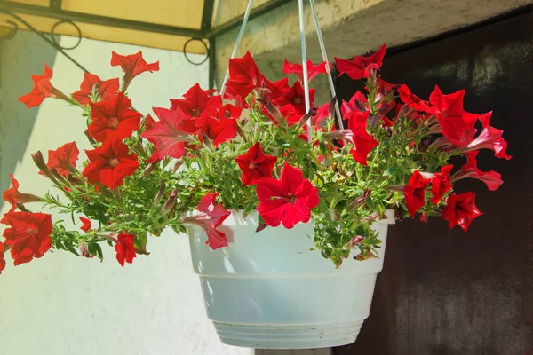 Red petunia flowers hanging in plastic pots on porch of house