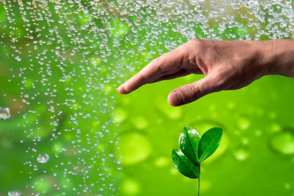 Hand Protecting Small Sprout Spring Rain Protection Security Finance Insurance — Stock Photo, Image