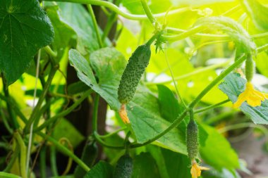 Bahçe serasında büyüyen küçük yeşil salatalıklar. Organik sebzeler yetiştiriyorum. Tarım endüstrisi kavramı