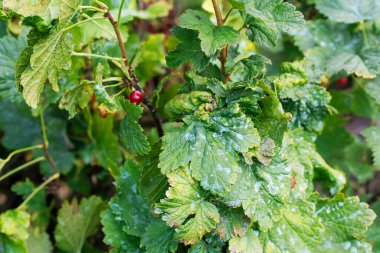 Frenk üzümü yapraklarındaki hasarlı yapraklar üzümlü Gall Aphid 'den çok etkilenmiş.