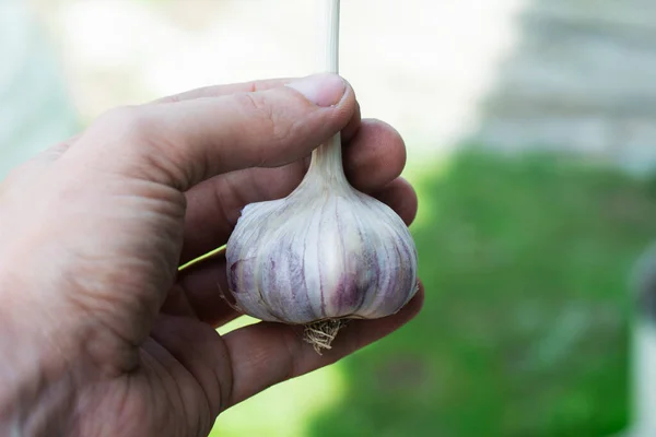 Garlic Cloves and Bulb in hand. Food background. Minimal harvest concept
