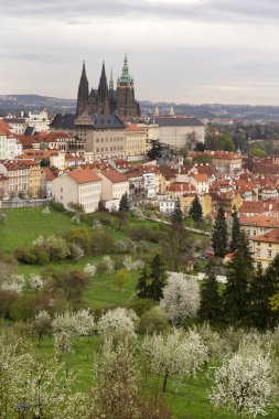 Bahar Prague City ile Gotik Kalesi ve yeşil doğa ve çiçekli ağaçlar, Çek Cumhuriyeti
