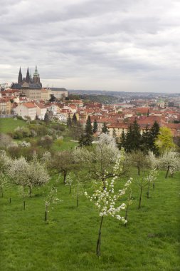 Bahar Prague City ile Gotik Kalesi ve yeşil doğa ve çiçekli ağaçlar, Çek Cumhuriyeti
