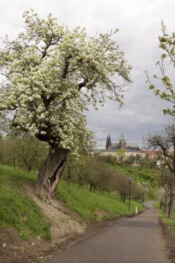 Bahar Prague City ile Gotik Kalesi ve yeşil doğa ve çiçekli ağaçlar, Çek Cumhuriyeti