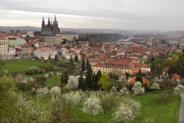 Bahar Prague City ile Gotik Kalesi ve yeşil doğa ve çiçekli ağaçlar, Çek Cumhuriyeti